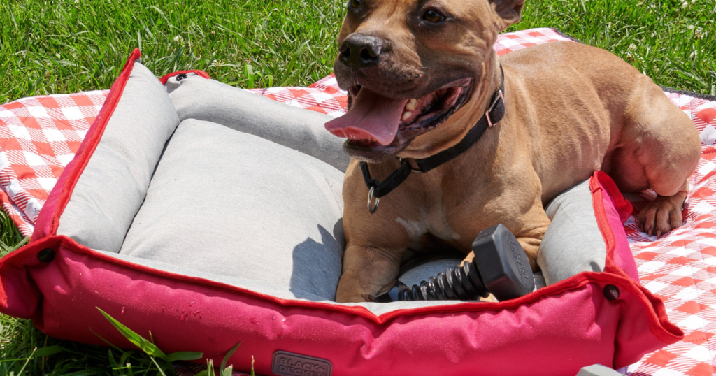 black and decker dog picnic