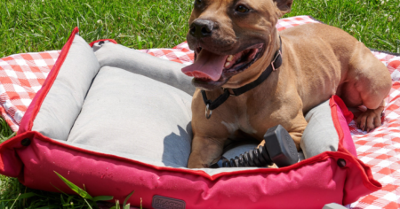 black and decker dog picnic