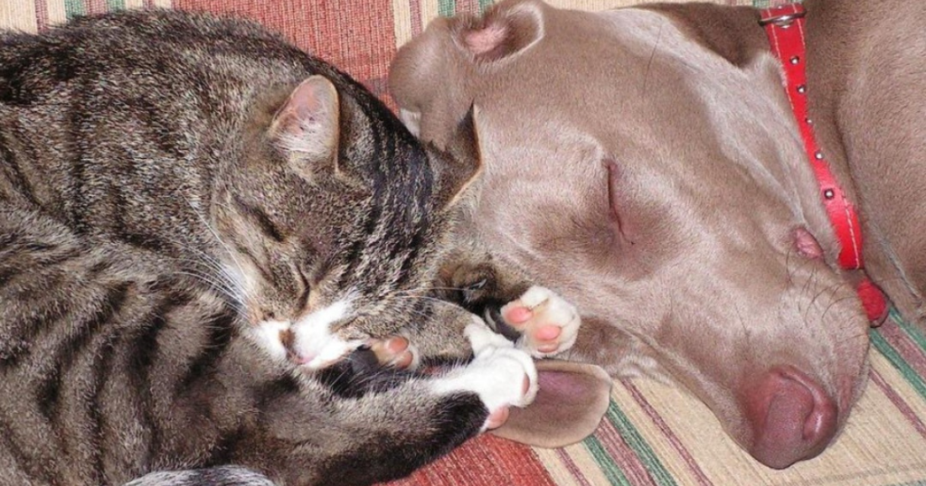 American Dog Giveaway