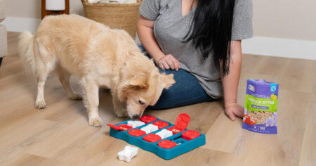 Interactive Dog Feeding Puzzle
