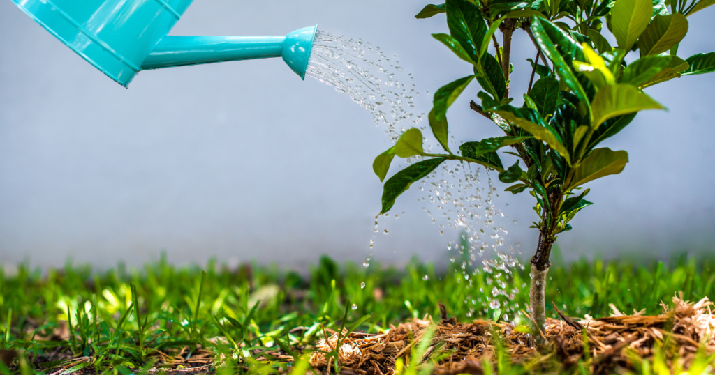 Texas Roadhouse Arbor Day Tree Giveaway