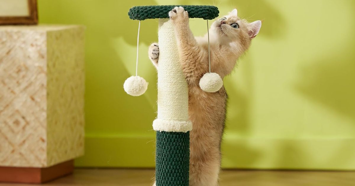 cat on a scratching post