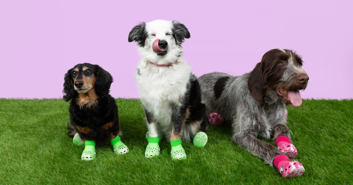 Crocs for pets Crocs for pets