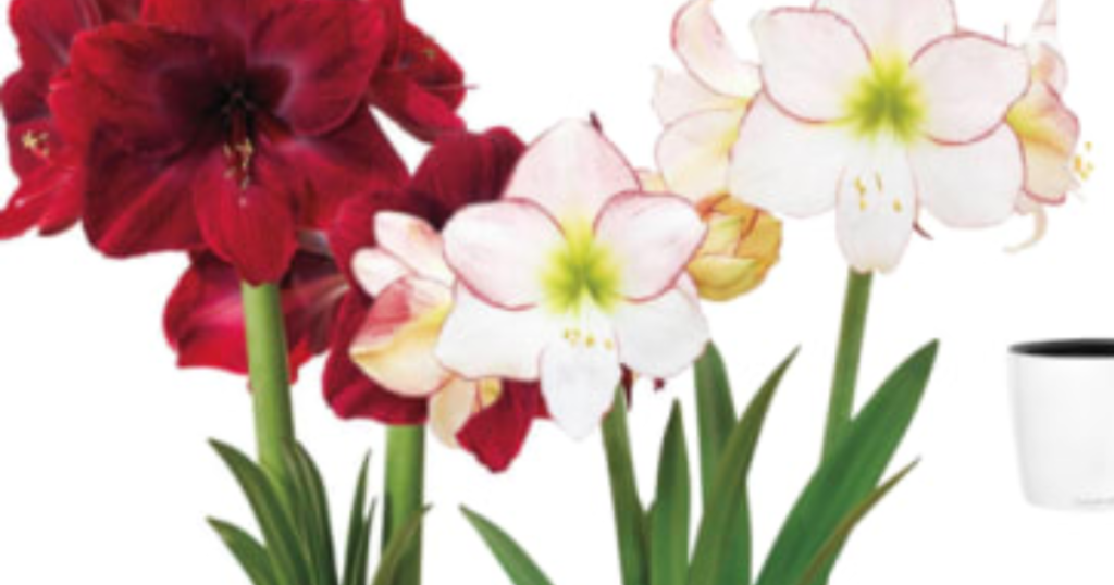 November Amaryllis Bulb Giveaway