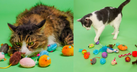 Hartz Cattraction Cat Toys