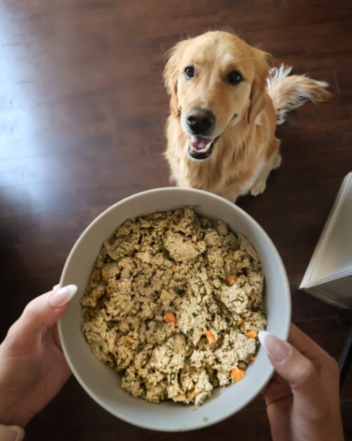 Ollies Dog Food Ollies Dog Food