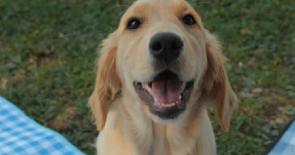 PAWfect Progressive Pup Name Sweepstakes