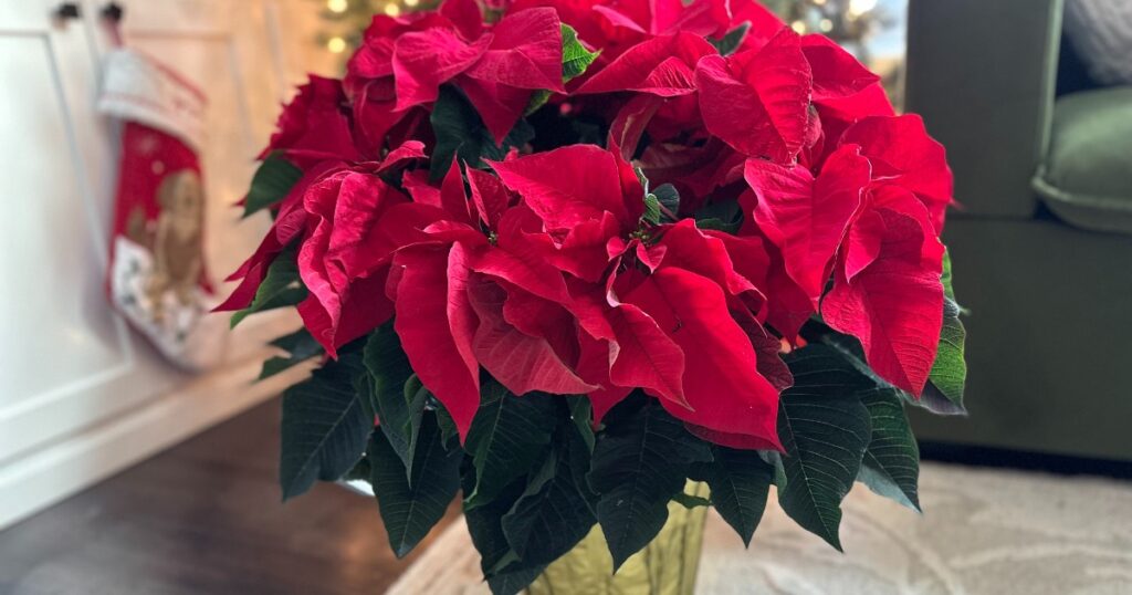 poinsettia