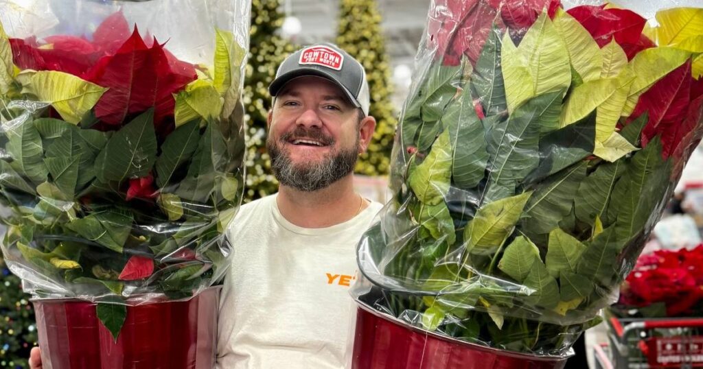 poinsettia costco poinsettia costco