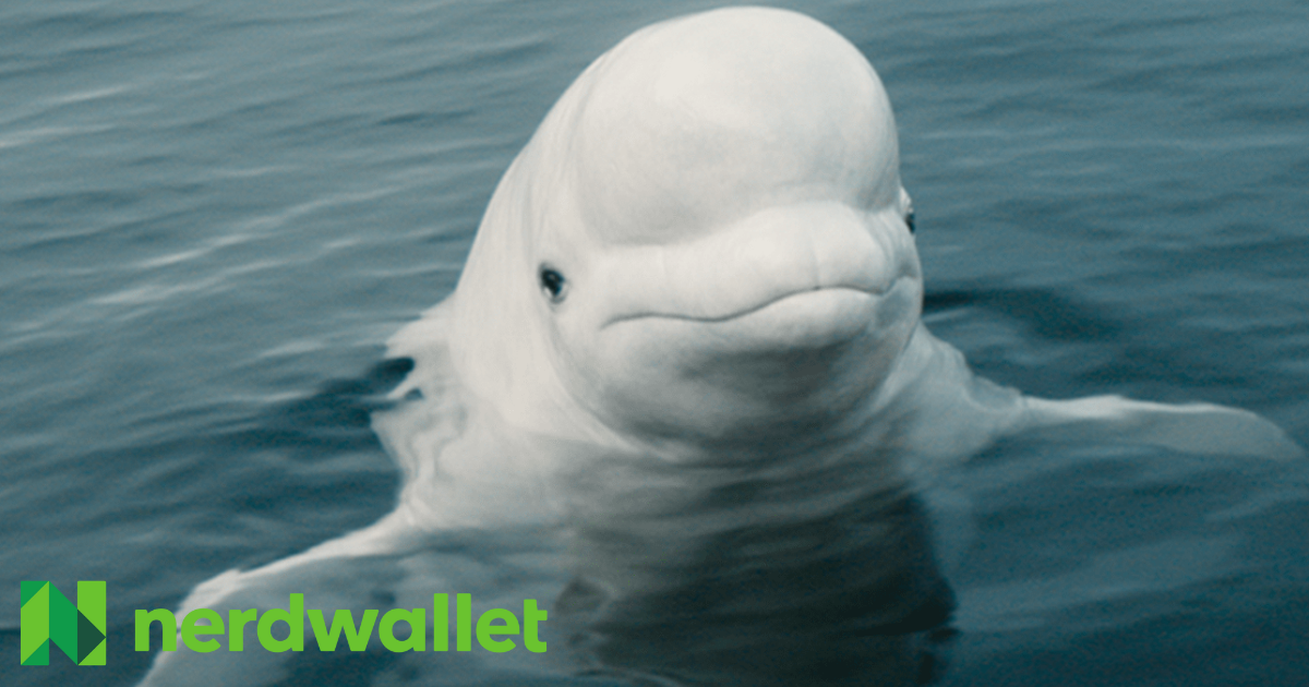 NerdWallet Look Like a Genius Fooji Contest NerdWallet Look Like a Genius Fooji Contest