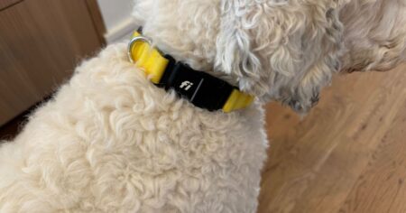 Fi GPS Dog Collar