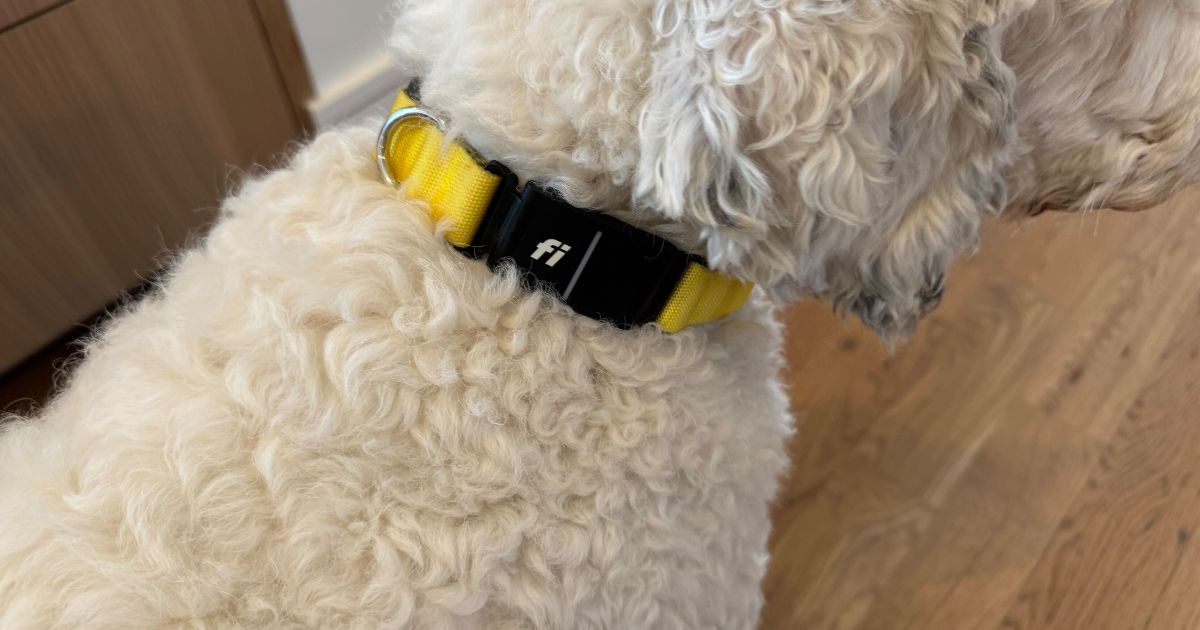 Fi GPS Dog Collar Fi GPS Dog Collar