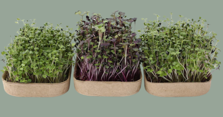MICROGREENS 1