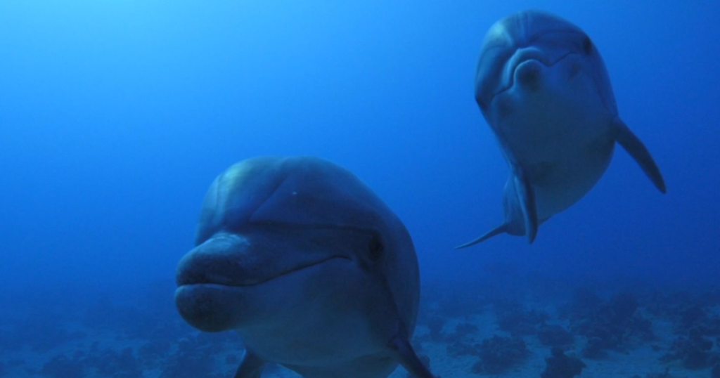 Ocean Wise x Upworthy For The Love Of The Ocean 2025 Sweepstakes