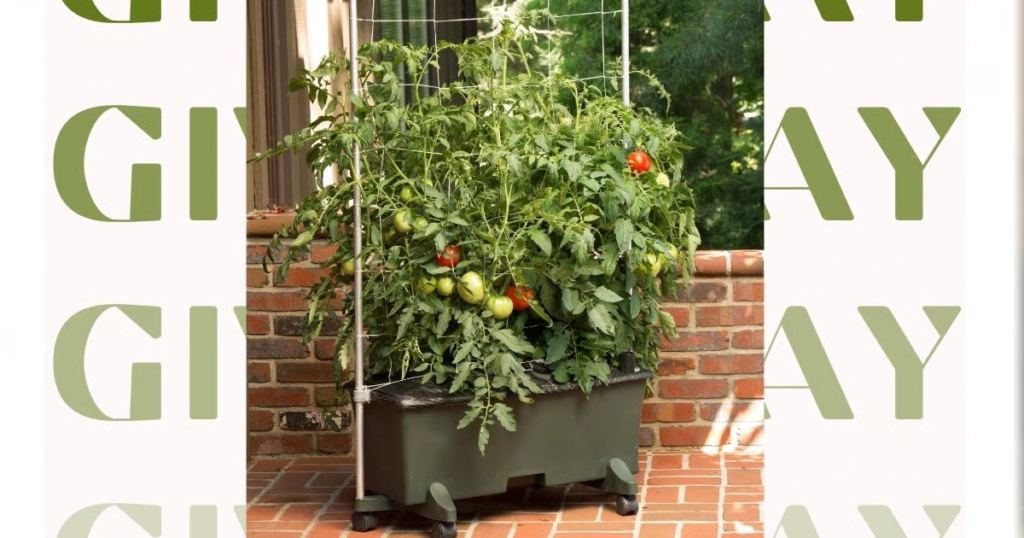 tomato planter earthbox