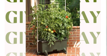 tomato planter earthbox