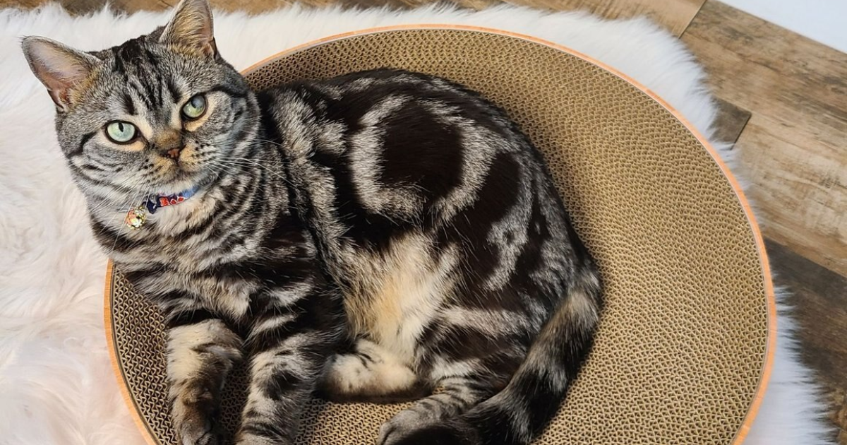 Cat Bowl Scratchers Cat Bowl Scratchers