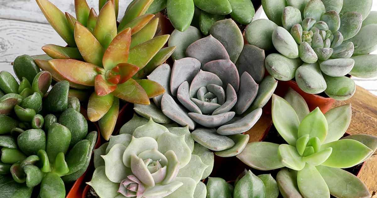 SUCCULENTS