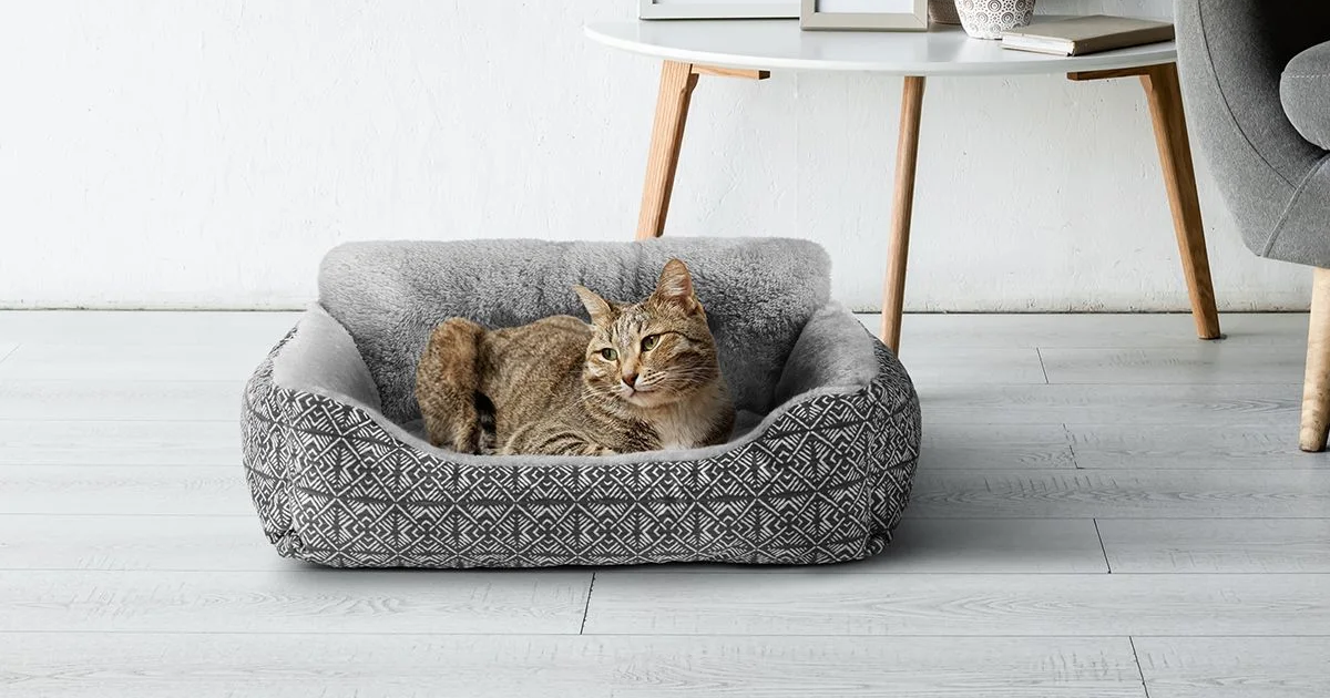 Vibrant Life Lounger pet bed small