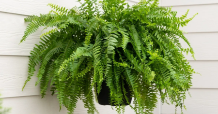 fern