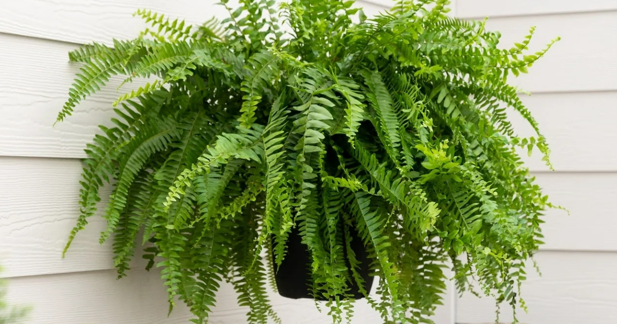 fern