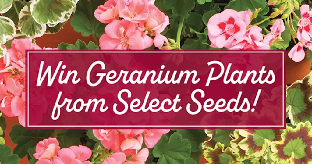 geranium plants