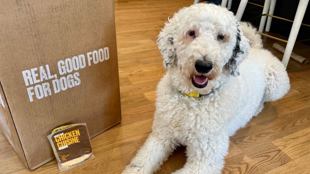 nom nom with dog nom nom with dog