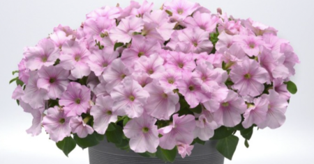 wave petunia