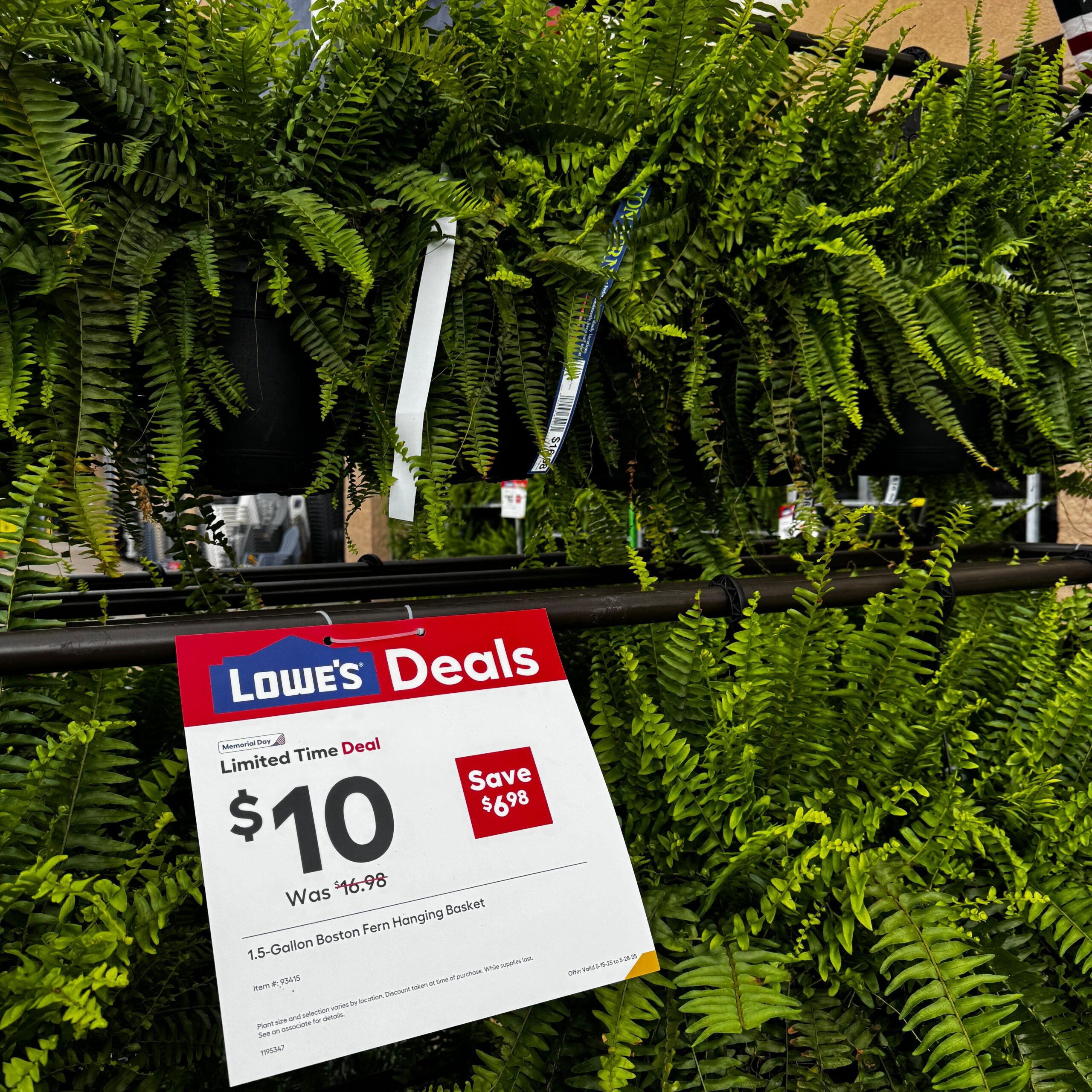 Lowe s Hanging Fern Basket