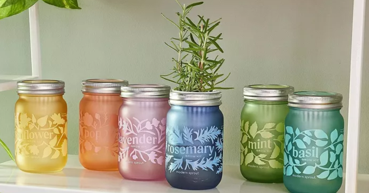 Modern Sprout Grow Kits Modern Sprout Grow Kits