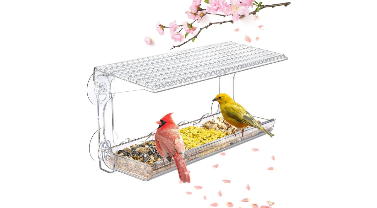 Untitled 1200 x 663 px 20250706 182216 0000